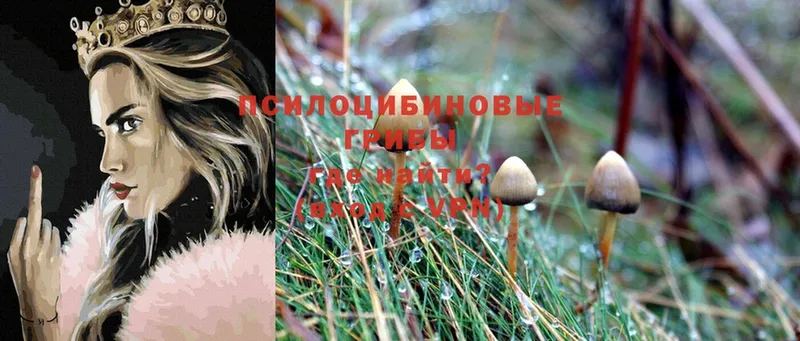 Галлюциногенные грибы Magic Shrooms  Саров 